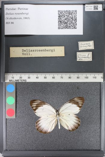 Media type: image;   Entomology 128325